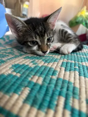 Donez pui pisică  - imagine 2