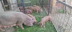 purcei duroc - imagine 4 purcei duroc - imagine 4