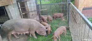 purcei duroc - imagine 2 purcei duroc - imagine 2