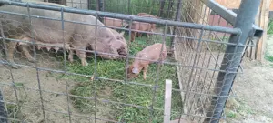 purcei duroc - imagine 3 purcei duroc - imagine 3