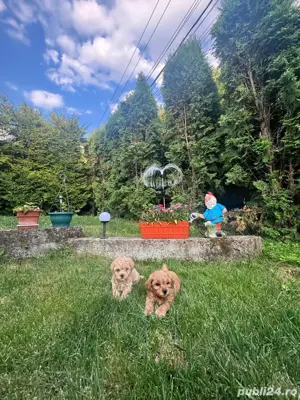 Puiuti Maltipoo - imagine 4 Puiuti Maltipoo - imagine 4
