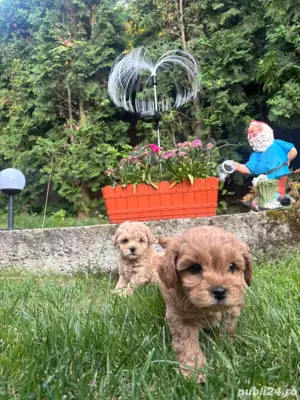 Puiuti Maltipoo - imagine 3 Puiuti Maltipoo - imagine 3