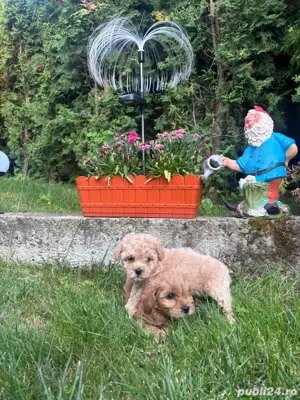 Puiuti Maltipoo - imagine 5 Puiuti Maltipoo - imagine 5