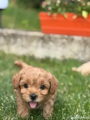 Puiuti Maltipoo