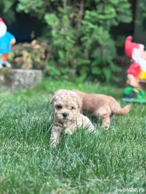 Puiuti Maltipoo - imagine 2 Puiuti Maltipoo - imagine 2