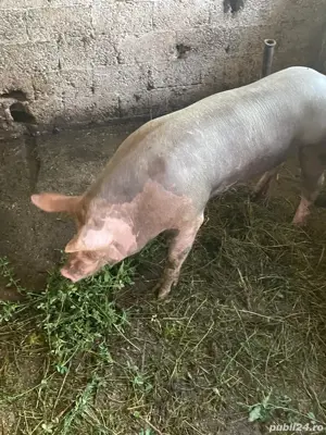 vand sau schimb vier Petrain - imagine 2