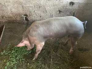 vand sau schimb vier Petrain