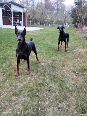 vând căței doberman  - imagine 3