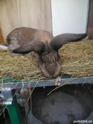 Iepuri de vanzare - imagine 4 Iepuri de vanzare - imagine 4