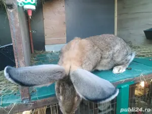 Iepuri de vanzare - imagine 3 Iepuri de vanzare - imagine 3