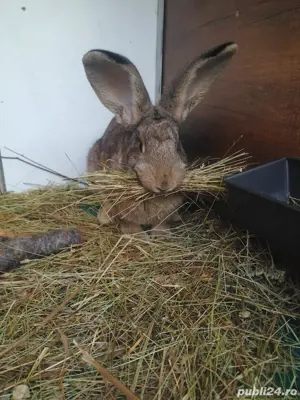 Iepuri de vanzare - imagine 5 Iepuri de vanzare - imagine 5
