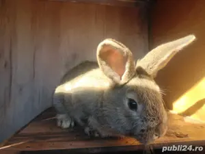Iepuri de vanzare - imagine 2 Iepuri de vanzare - imagine 2