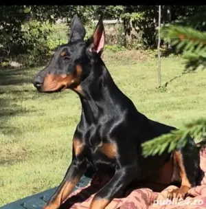 vând căței doberman 