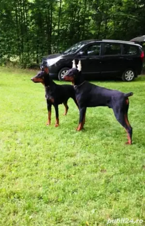 vând căței doberman  - imagine 2