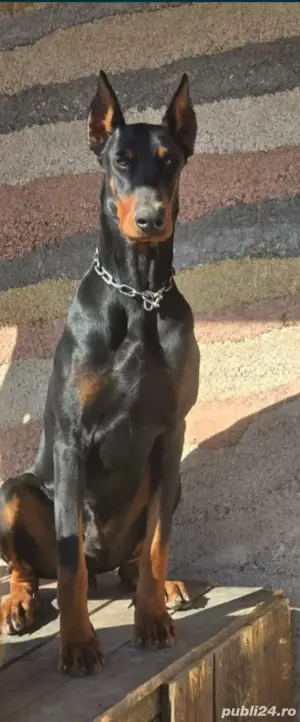 vând căței doberman  - imagine 5