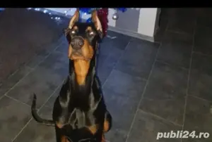 vând căței doberman  - imagine 4