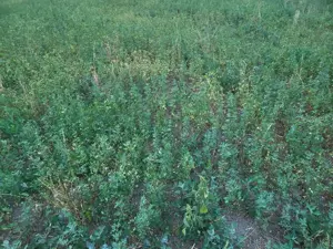 Loc de casă de vânzare  - imagine 2