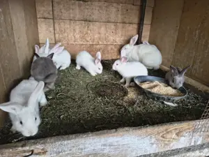 vând iepuri  - imagine 2