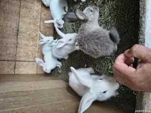 vând iepuri  - imagine 3