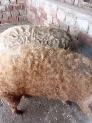 Vier mangalița 180 kg. 