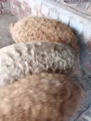 Vier mangalița 180 kg.  - imagine 2