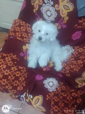 cățea bichon   gestantă de dat pt detalii la telefon