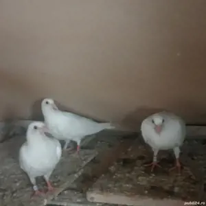 Porumbei albi  - imagine 3