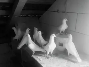 Porumbei albi  - imagine 2