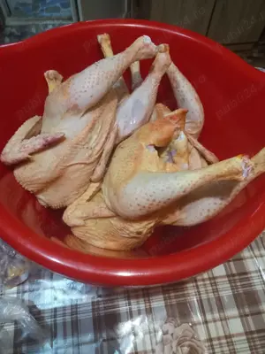 Vindem pui sacrificati din ograda noastra. - imagine 3 Vindem pui sacrificati din ograda noastra. - imagine 3