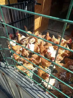 Vindem pui sacrificati din ograda noastra. - imagine 4 Vindem pui sacrificati din ograda noastra. - imagine 4