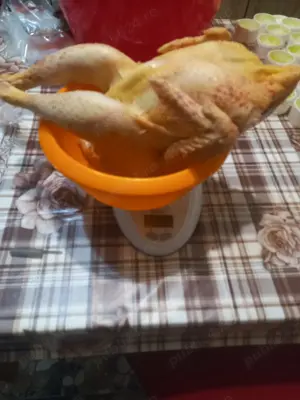 Vindem pui sacrificati din ograda noastra. - imagine 2 Vindem pui sacrificati din ograda noastra. - imagine 2