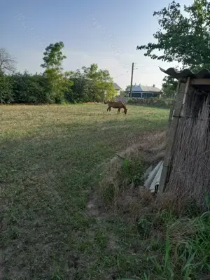 De vânzare casa batraneasca plus 3,700m2 teren în Iazurile jud Tulcea - imagine 5