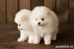 Pomeranian talie mica| Albi sau maro| Pasaport|Microcip|Inregistrare|Factura| Livrare la Cluj Napoca - imagine 2
