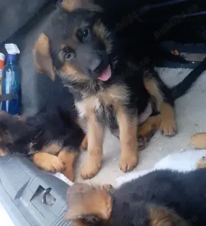 Căței Ciobanesc german cu pedigree  - imagine 3