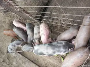 purcei și grăsuni  - imagine 2 purcei și grăsuni  - imagine 2