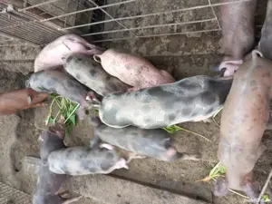 purcei și grăsuni  - imagine 3 purcei și grăsuni  - imagine 3