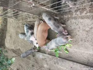 purcei și grăsuni  - imagine 4 purcei și grăsuni  - imagine 4