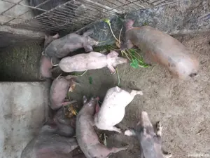 purcei și grăsuni  - imagine 5 purcei și grăsuni  - imagine 5