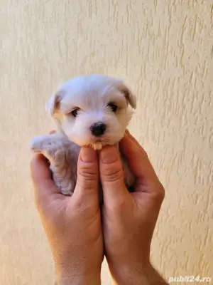 bichon mini toy