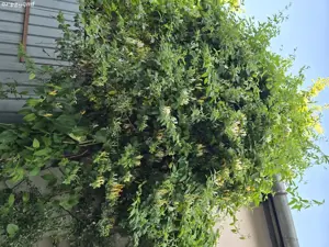 Vând Casă zona Calea Dumbrăvii-strada Bacovia 585.000  - imagine 8