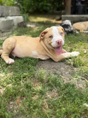 American Bully XL - imagine 6