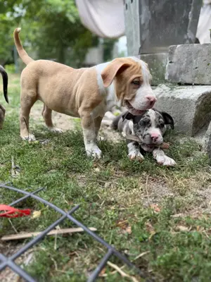 American Bully XL - imagine 5