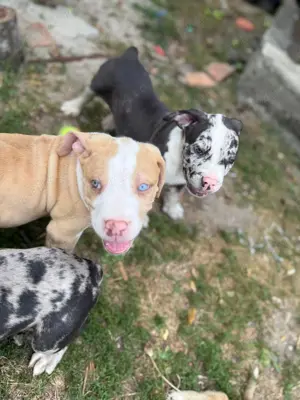 American Bully XL - imagine 4