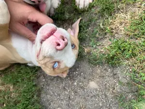 American Bully XL - imagine 3