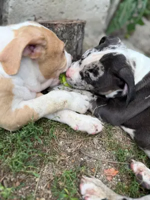 American Bully XL - imagine 2