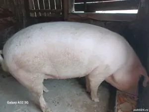 De vânzare purcică. - imagine 4