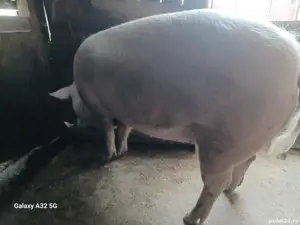 De vânzare purcică. - imagine 5