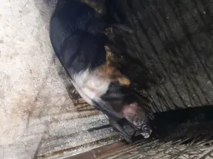 Vind  vier basna  și purcei basna