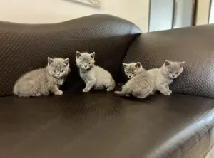 British shorthair blue  - imagine 2 British shorthair blue  - imagine 2