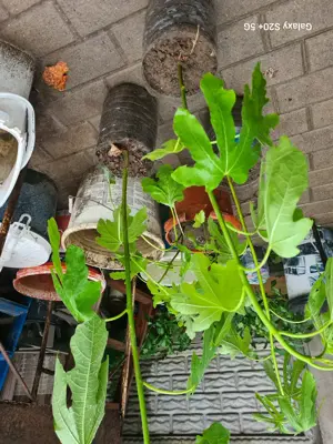 Vând răsad de smochin